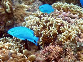 a photo of coral at Furuzamami Beach