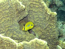 a photo of coral at Furuzamami Beach