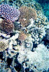 a photo of coral at G.B.R.