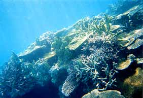 a photo of coral at Kuroshima I.