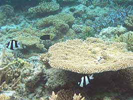 a photo of coral at Nishibama