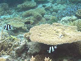 a photo of coral at Nishibama