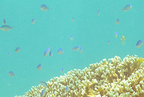 a photo of coral at Tokashiku Beach