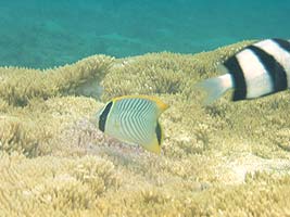 a photo of coral at Tokashiku Beach