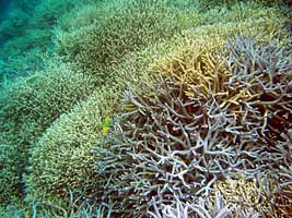 a photo of coral at Yoshino Beach