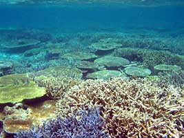 a photo of coral at Yoshino Beach