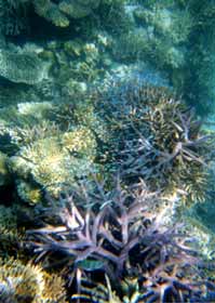a photo of coral at Yonara-Suido