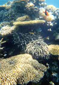 a photo of coral at Yonara-Suido