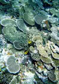 a photo of coral at Yonara-Suido