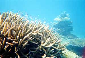 a photo of coral at Yonara-Suido