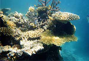 a photo of coral at Yonara-Suido