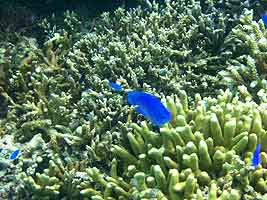 a photo of coral at Yoshino Beach