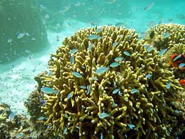 a photo of coral at Yoshino Beach