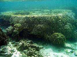 a photo of coral at Yoshino Beach