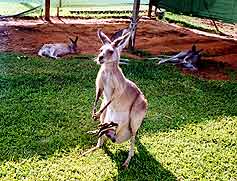 カンガルー