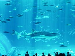 ジンベエザメ(ちゅら海水族館)