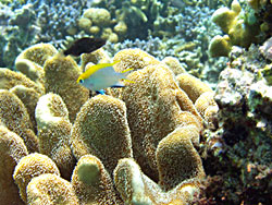 クロスズメダイの幼魚