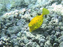 ミナミハコフグ(幼魚)