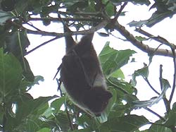 枝にぶら下がりながらコチラを見るヤエヤマオオコウモリ