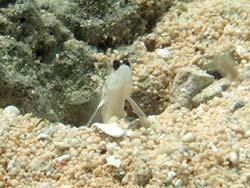 砂地の穴から胸びれで立つようにしてアタマを出すヒメダテハゼ