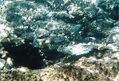 ヨナラ水道(2)